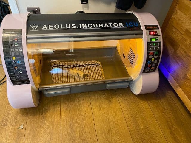 ICU Puppy Incubator