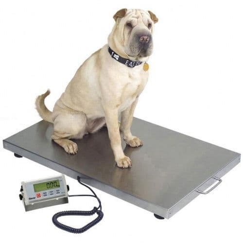 large walk on dog vet scales