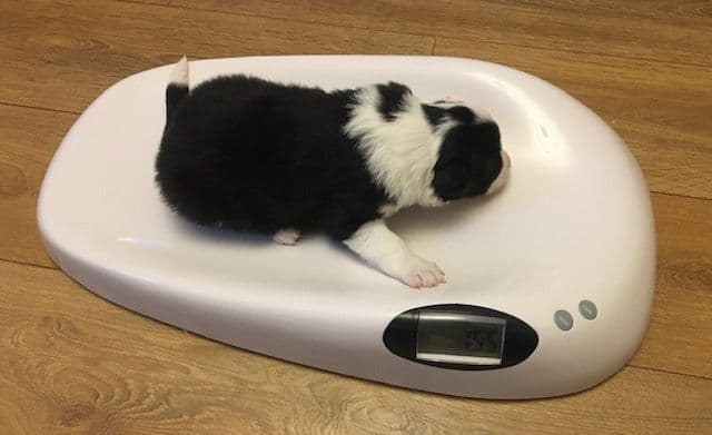 Puppy Scales